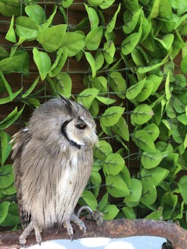 しろとり動物園に投稿された画像（2019/10/6）
