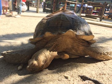 しろとり動物園に投稿された画像（2019/10/6）
