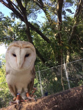 しろとり動物園に投稿された画像（2019/10/6）
