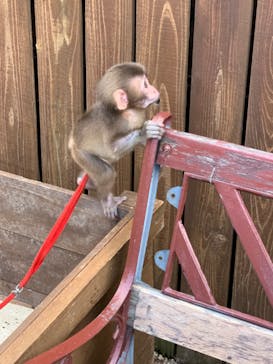 しろとり動物園に投稿された画像（2019/10/7）