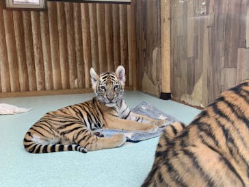 しろとり動物園に投稿された画像（2019/10/7）