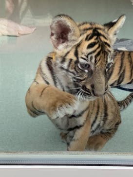 しろとり動物園に投稿された画像（2019/10/7）