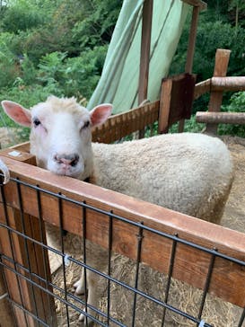 しろとり動物園に投稿された画像（2019/10/7）