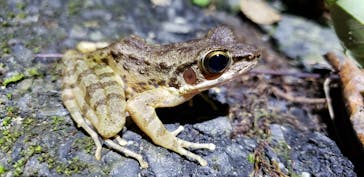 奄美ナイトツアーサービスに投稿された画像（2019/10/7）