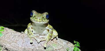 奄美ナイトツアーサービスに投稿された画像（2019/10/7）