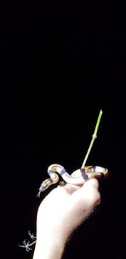 奄美ナイトツアーサービスに投稿された画像（2019/10/7）