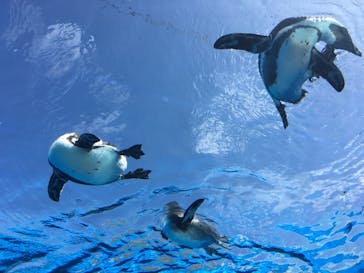 サンシャイン水族館に投稿された画像（2019/10/7）