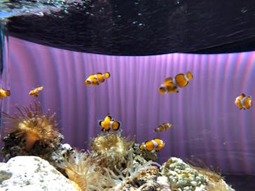 NIFREL（ニフレル）に投稿された画像（2019/10/8）