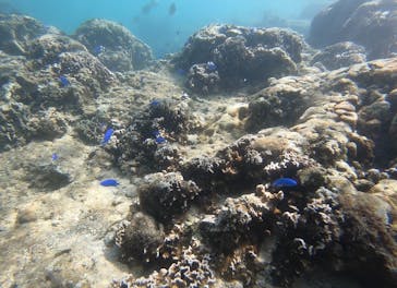 武藤潜水に投稿された画像（2019/10/8）