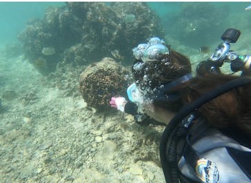 武藤潜水に投稿された画像（2019/10/8）