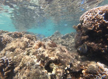 武藤潜水に投稿された画像（2019/10/8）