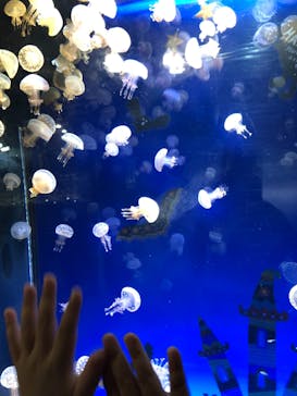 九十九島水族館海きららに投稿された画像（2019/10/9）