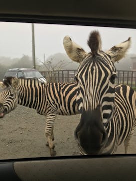 東北サファリパークに投稿された画像（2019/10/9）