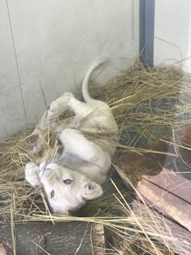 東北サファリパークに投稿された画像（2019/10/9）