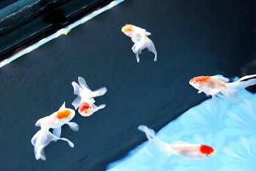 すみだ水族館に投稿された画像（2019/10/10）