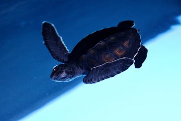 すみだ水族館に投稿された画像（2019/10/10）