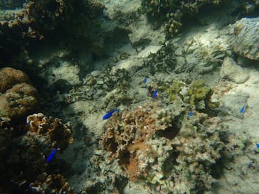 ダイビングショップ Sea Free（シーフリー）に投稿された画像（2019/10/11）