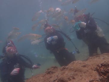 ダイビングショップ Sea Free（シーフリー）に投稿された画像（2019/10/11）