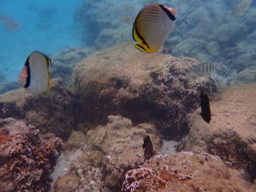 ダイビングショップ Sea Free（シーフリー）に投稿された画像（2019/10/12）