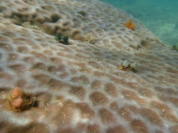 ダイビングショップ Sea Free（シーフリー）に投稿された画像（2019/10/12）