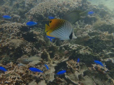 ダイビングショップ Sea Free（シーフリー）に投稿された画像（2019/10/12）