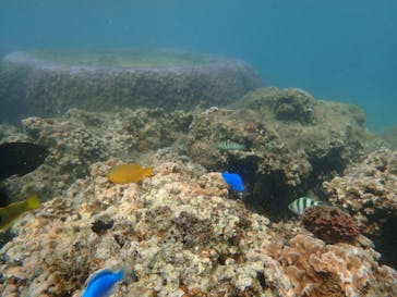 ダイビングショップ Sea Free（シーフリー）に投稿された画像（2019/10/12）