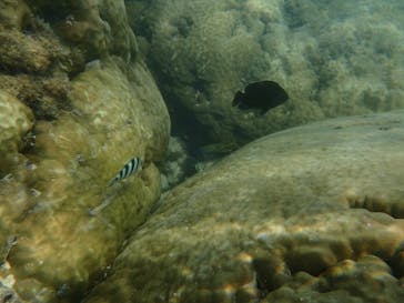 ダイビングショップ Sea Free（シーフリー）に投稿された画像（2019/10/12）