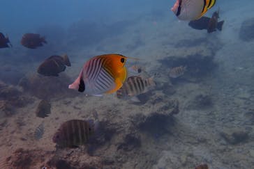 ダイビングショップ Sea Free（シーフリー）に投稿された画像（2019/10/13）