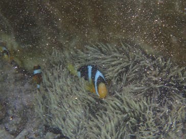 ダイビングショップ Sea Free（シーフリー）に投稿された画像（2019/10/12）