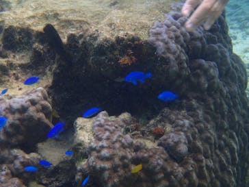 ダイビングショップ Sea Free（シーフリー）に投稿された画像（2019/10/16）