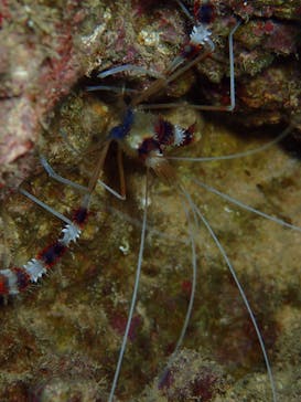 ダイビングショップ Sea Free（シーフリー）に投稿された画像（2019/10/17）