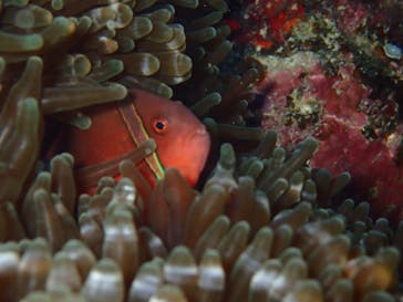 ダイビングショップ Sea Free（シーフリー）に投稿された画像（2019/10/17）