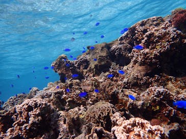 ダイビングショップ Sea Free（シーフリー）に投稿された画像（2019/10/17）