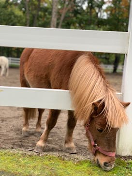 ノーザンホースパークに投稿された画像（2019/10/17）