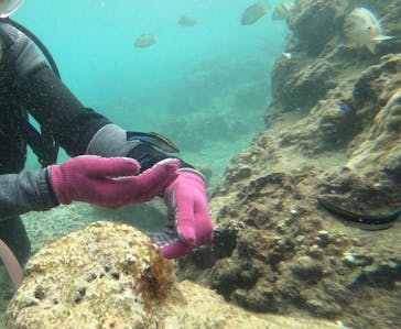 DIVING-SHOP SUNSに投稿された画像（2019/10/17）