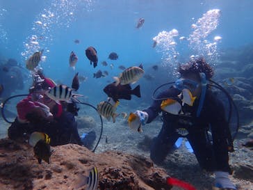 ダイビングショップ Sea Free（シーフリー）に投稿された画像（2019/10/18）