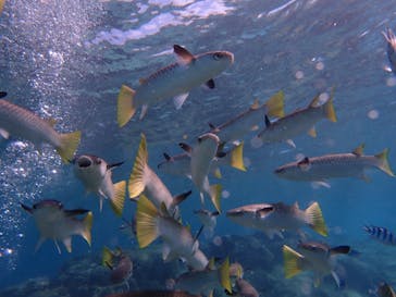 ダイビングショップ Sea Free（シーフリー）に投稿された画像（2019/10/18）