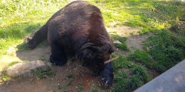 サホロリゾート　ベア･マウンテンに投稿された画像（2019/10/19）