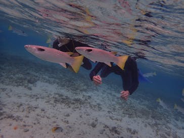 ダイビングショップ Sea Free（シーフリー）に投稿された画像（2019/10/19）