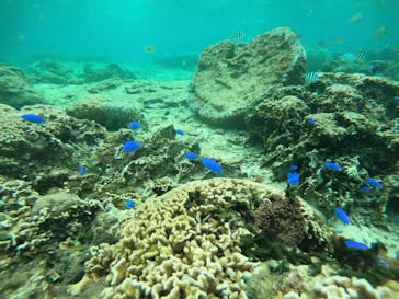 武藤潜水に投稿された画像（2019/10/19）