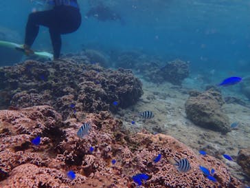 ダイビングショップ Sea Free（シーフリー）に投稿された画像（2019/10/20）