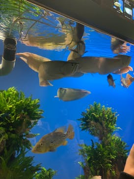 鳥羽水族館に投稿された画像（2019/10/20）