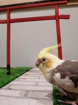 Moff animal cafe MARKIS 福岡ももち店に投稿された画像（2019/10/20）