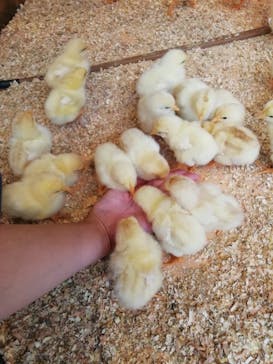 Moff animal cafe MARKIS 福岡ももち店に投稿された画像（2019/10/20）