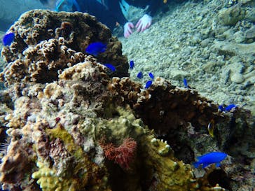 ダイビングショップ Sea Free（シーフリー）に投稿された画像（2019/10/20）