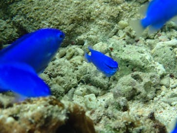 ダイビングショップ Sea Free（シーフリー）に投稿された画像（2019/10/20）