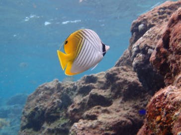 ダイビングショップ Sea Free（シーフリー）に投稿された画像（2019/10/20）