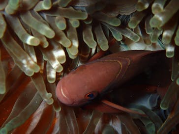 ダイビングショップ Sea Free（シーフリー）に投稿された画像（2019/10/20）