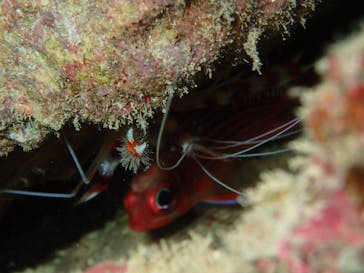 ダイビングショップ Sea Free（シーフリー）に投稿された画像（2019/10/20）