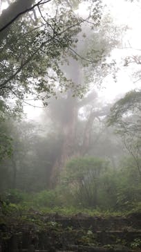 Yamakara屋久島に投稿された画像（2019/10/15）